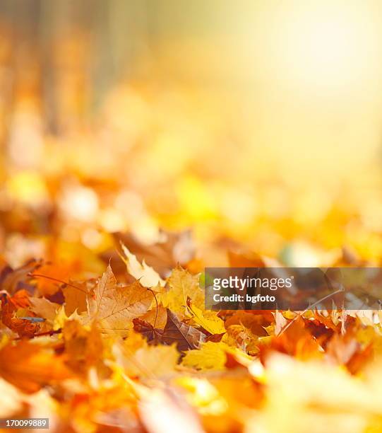 autumn leaves hintergrund - hochglanz stock-fotos und bilder