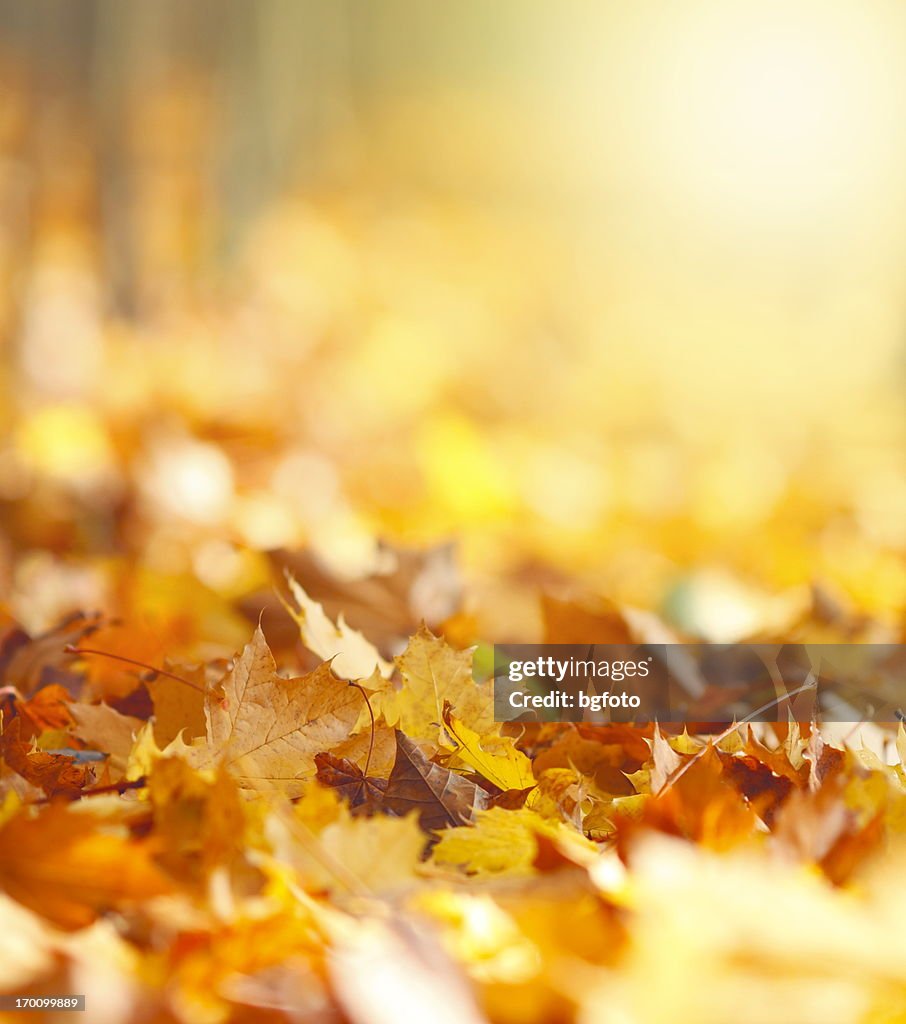 秋の葉のバックグラウンド