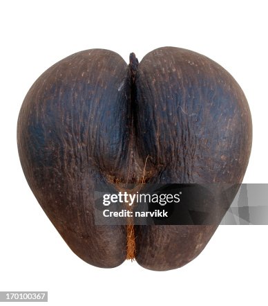 Coco de Mer Coco de Mer