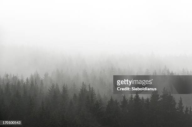 dunkle spruce holz silhouette, umgeben von nebel auf weiß. - nebel stock-fotos und bilder