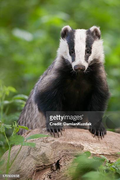 european badger - vertical portrait - meles meles stock pictures, royalty-free photos & images