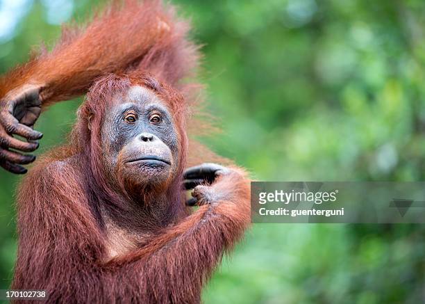 retrato de um orang utan, fotografia de vida selvagem - orangotango de bornéu - fotografias e filmes do acervo
