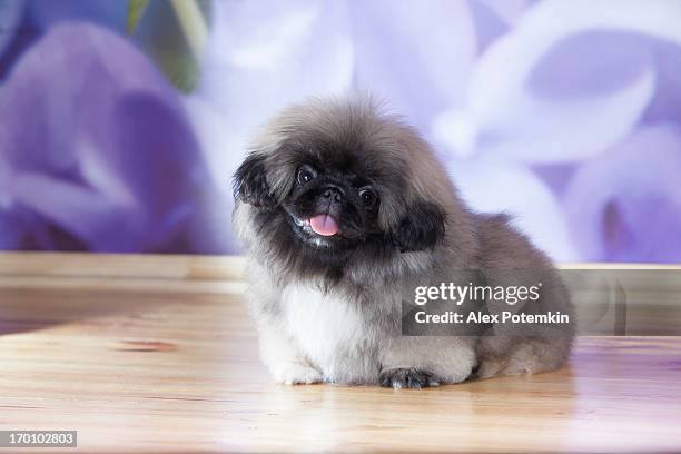 pekinese cachorro - pekinés fotografías e imágenes de stock