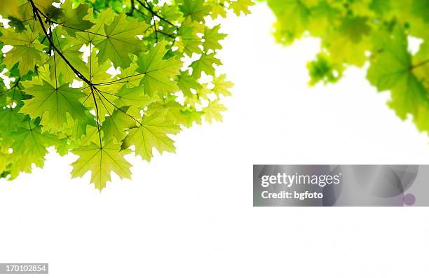 fresh green leaves - esdoorn stockfoto's en -beelden