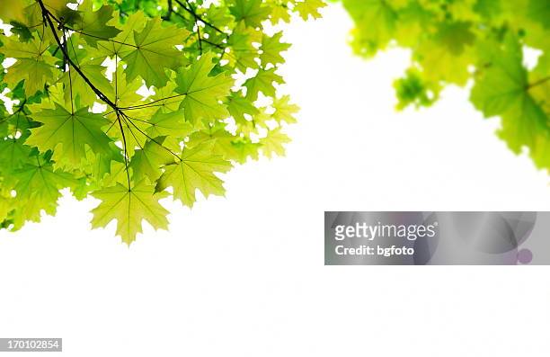 fresh green leaves - maple tree stock pictures, royalty-free photos & images