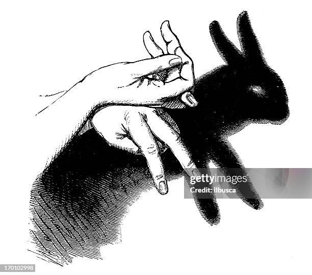 Shadow Rabbit Photos and Premium High Res Pictures - Getty Images