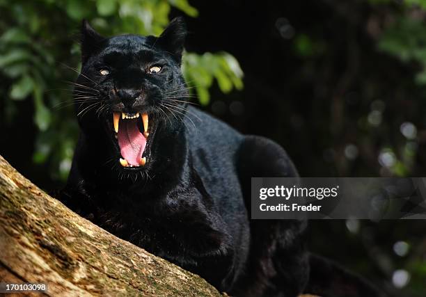 growling black panther - black leopard stockfoto's en -beelden