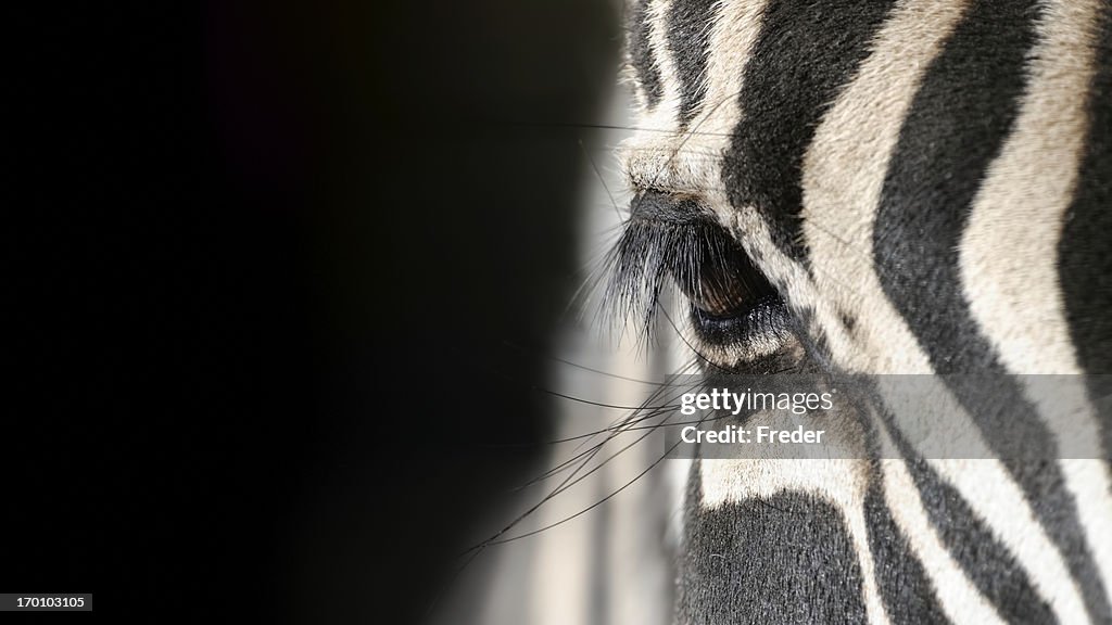 Eye of a zebra