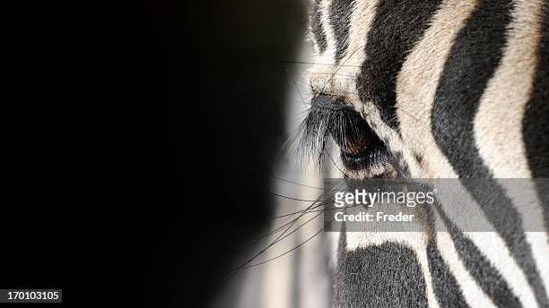 eye of a zebra - zebra stock pictures, royalty-free photos & images