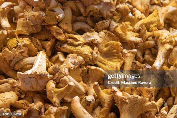 mushrooms - cantharellus cibarius stock pictures, royalty-free photos & images