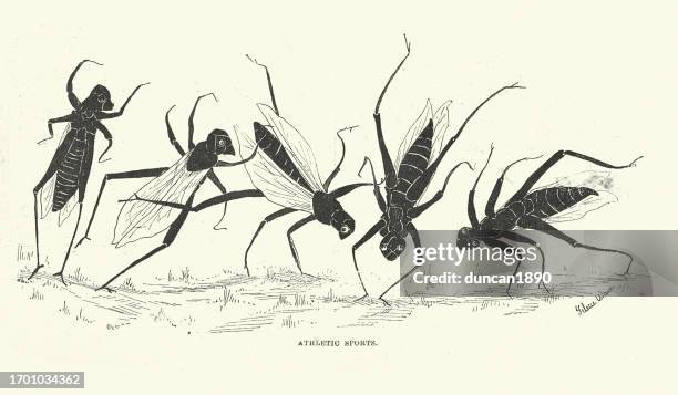 bildbanksillustrationer, clip art samt tecknat material och ikoner med vintage illustration athletic sports, the grasshopper, victorian cartoon, humour, 1890s 19h century - hjulning