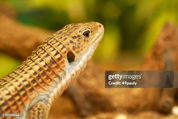 close up of a sudan plated lizard - plated lizard stock pictures, royalty-free photos & images