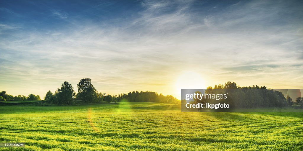 Summer field