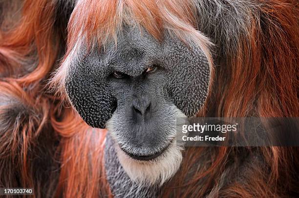 orangutan - angry monkey stock pictures, royalty-free photos & images