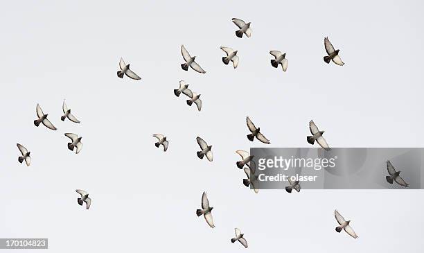 flock of doves - white pigeon stock-fotos und bilder