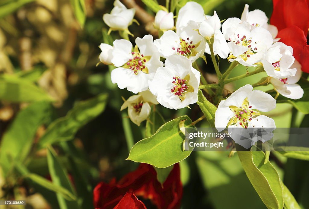 Pear tree blooming flower in the spring