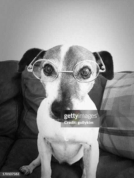 perro con gafas - gafas de leer fotografías e imágenes de stock