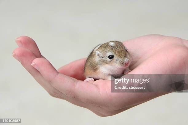 baby gerbil in child's hand - gerbil stock pictures, royalty-free photos & images