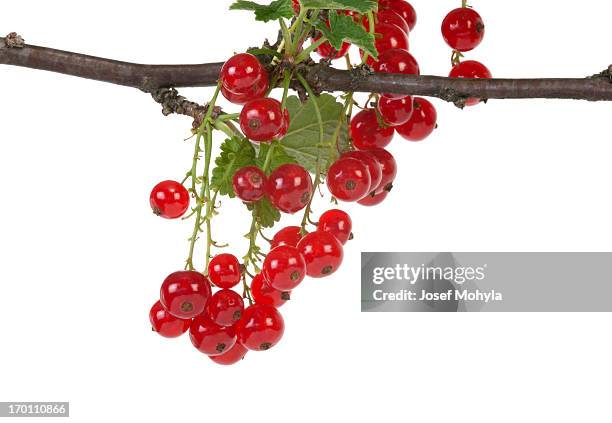 red currant - rode bes stockfoto's en -beelden