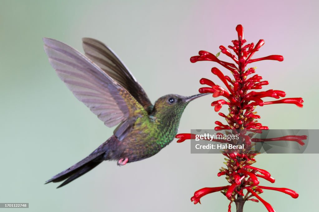 Bronze-Tailed Plumeleteer hummingbird feeding on flower