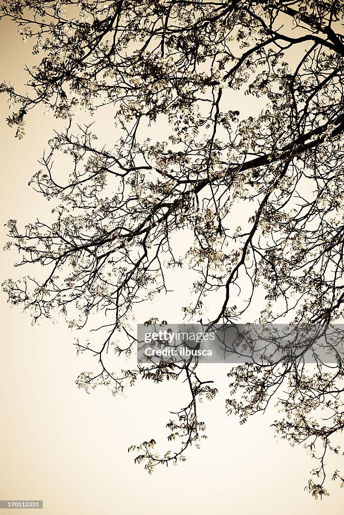 Sepia toned tree branches silhouette