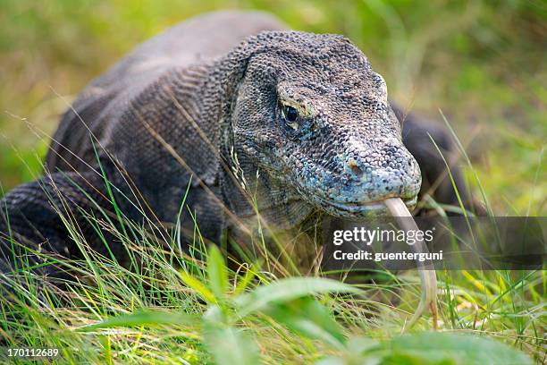 wildlife shot of a komodo dragon (varanus komodoensis) - komodo dragon stock pictures, royalty-free photos & images