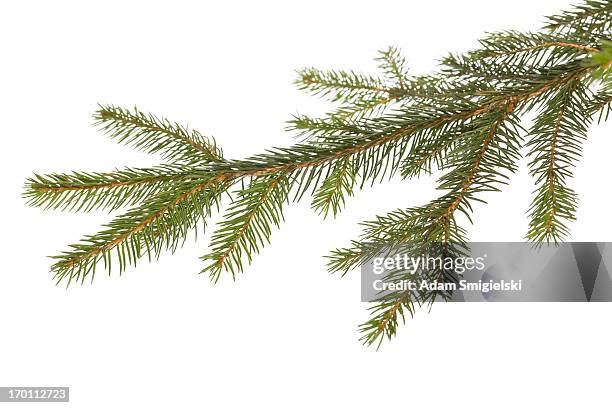christmas twig decoration - christmas tree branch stock pictures, royalty-free photos & images