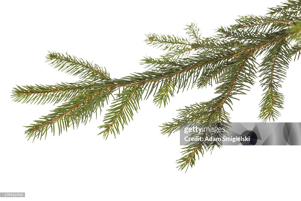 Galho de árvore de Natal decoração