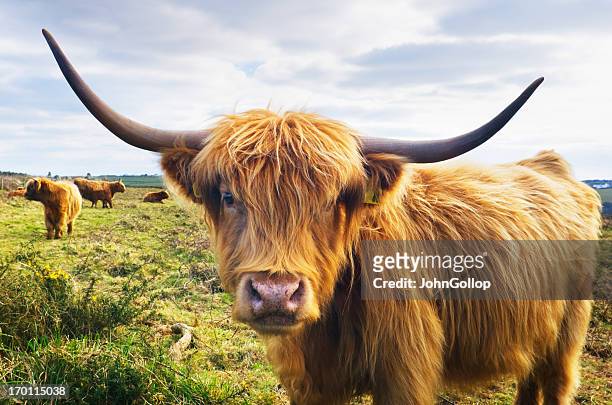 cow - highland cattle stock pictures, royalty-free photos & images