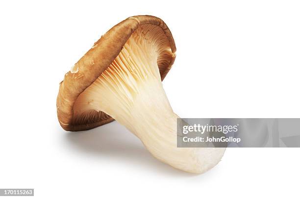 oyster mushroom - edible mushroom stock pictures, royalty-free photos & images