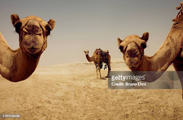 camels, doha, qatar - öken stockfoto's en -beelden