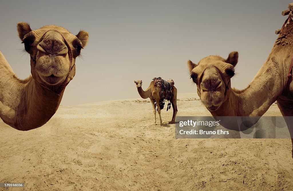 Camels, Doha, Qatar