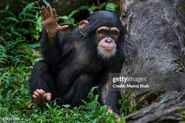 chimpanzee youngster waving hand - schimpansen gattung stock-fotos und bilder