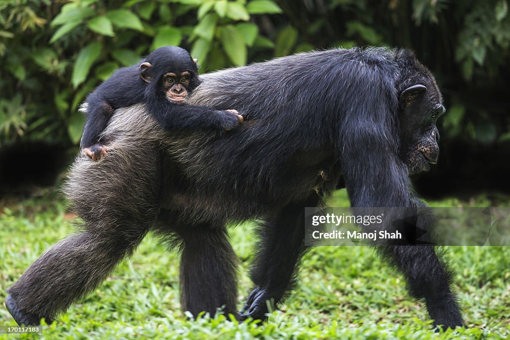 Adult chimpanzees with baby on its back