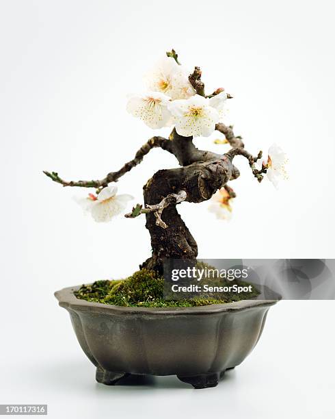 prunus mume bonsai - bonsai stock-fotos und bilder