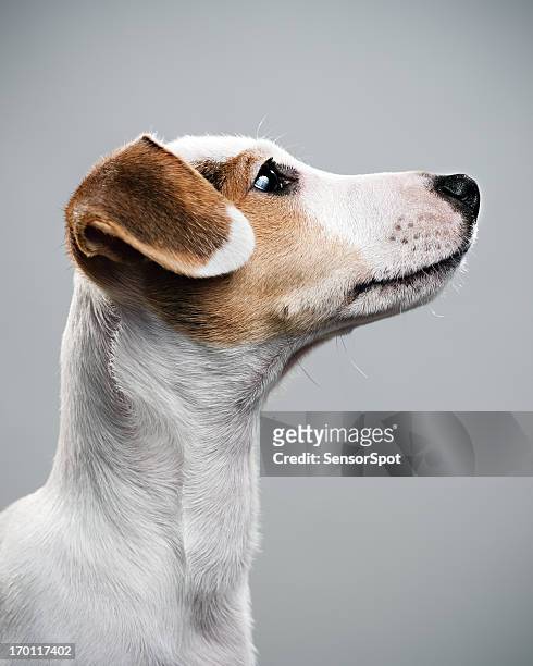 jack russell paying attention - jack russel terrier bildbanksfoton och bilder