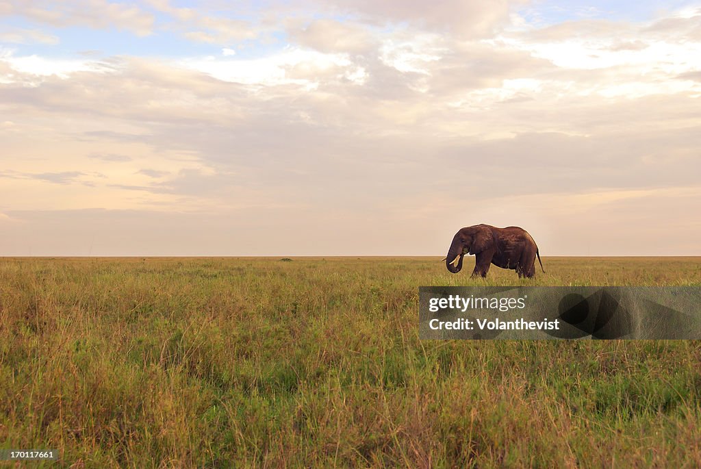 Elephant walking through Serengeti