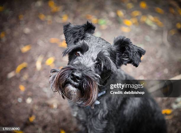 mini schnauzer dog portrait - miniature schnauzer black stock pictures, royalty-free photos & images