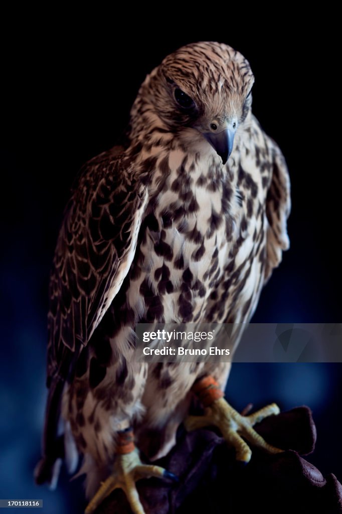 Gyrfalcon, Doha, Qatar