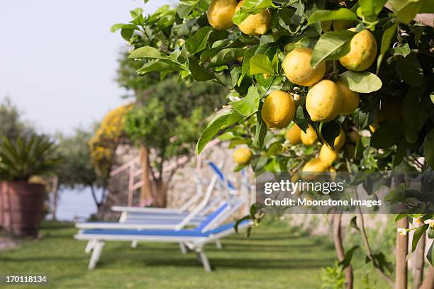 campania costiera amalfitana in italia - citrus limon foto e immagini stock