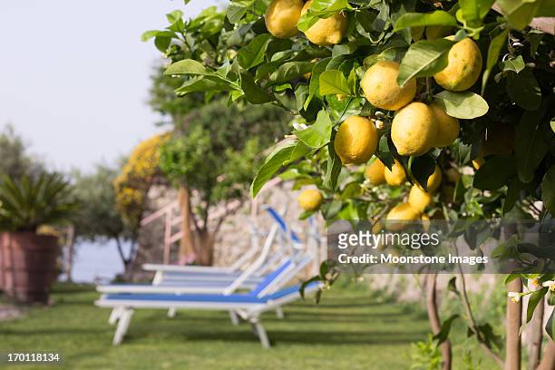 amalfi coast in campania, italy - lemon tree stock pictures, royalty-free photos & images