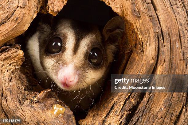 sugar glider - animals on plane bildbanksfoton och bilder