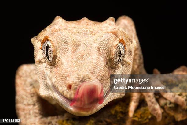 685 Exotic Geckos Stock Photos, High-Res Pictures, and Images - Getty ...
