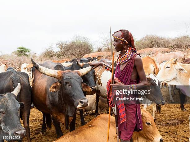 junge maasai-krieger, moran mit speer und rind im hintergrund. - masai stock-fotos und bilder