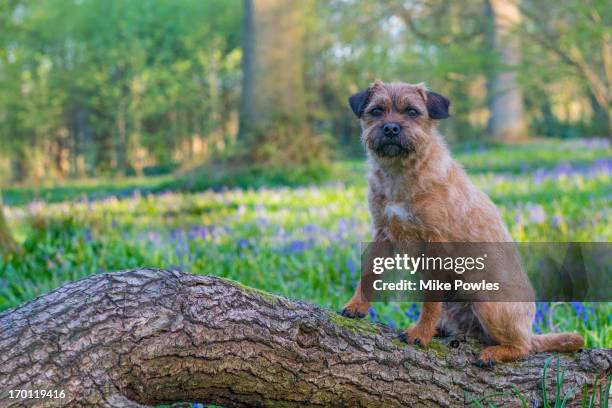 border terrier dog in bluebell woodland, norfolk - border terrier fotografías e imágenes de stock