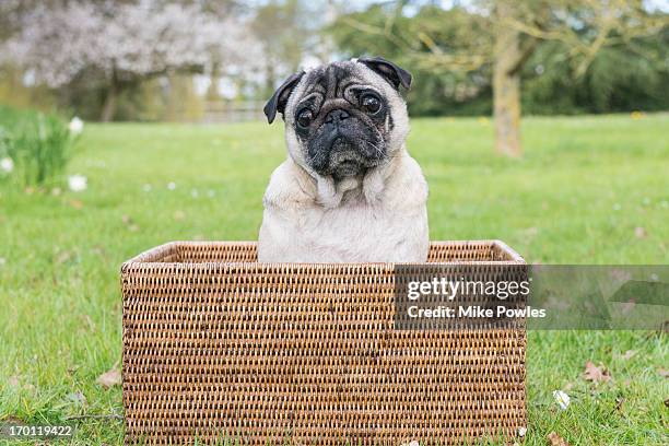 pug dog in basket, norfolk - mand stockfoto's en -beelden
