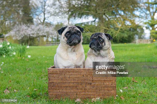 pair of pug dogs in a basket, norfolk - möpse stock-fotos und bilder