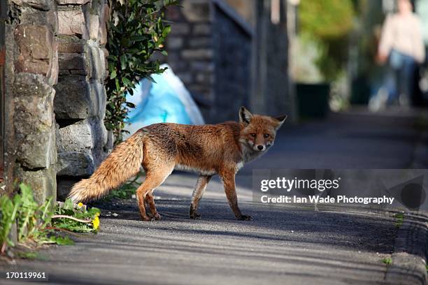 urban fox in busy street - fuchs stock-fotos und bilder