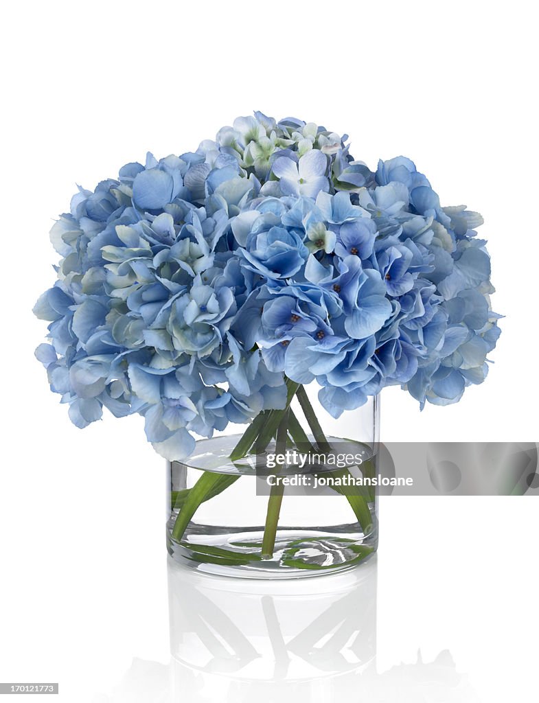 Blauen Hortensien auf weißem Hintergrund