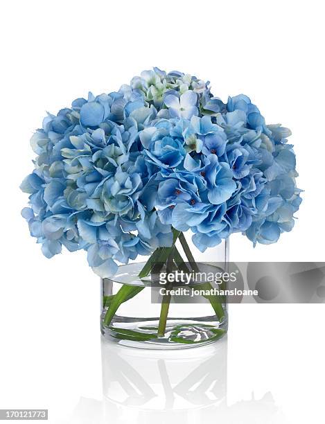 blauen hortensien auf weißem hintergrund - blumenvase stock-fotos und bilder